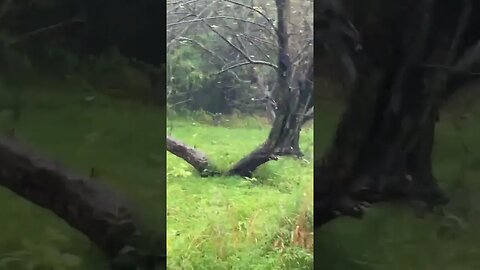 Another Animal DLC Dropped?!