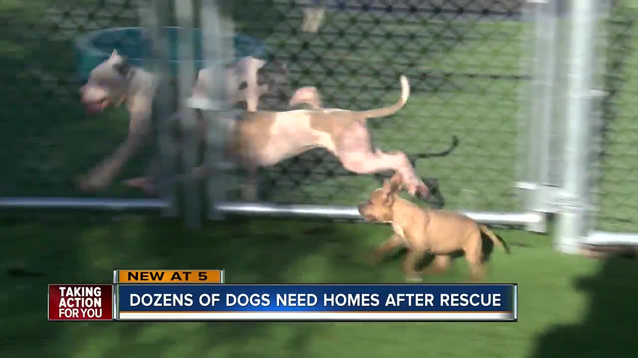 Dogs and puppies rescued from abuse cases up for adoption in Hillsborough County