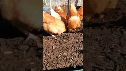 A Day in the life of a COMPOSTING CHICKEN 🐓 #homesteading #permaculture #chickens #compost #farm