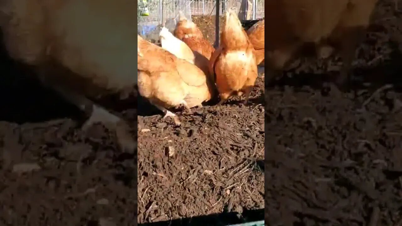 A Day in the life of a COMPOSTING CHICKEN 🐓 #homesteading #permaculture #chickens #compost #farm