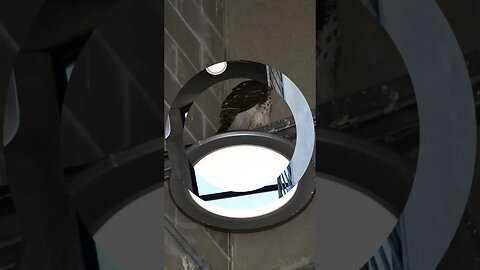 Watch Stranded hawk rescued from parking garage stairwell #shorts