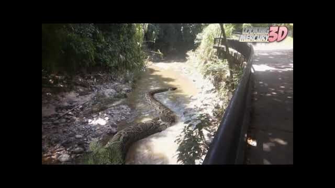 Titanoboa in the park real video- in South Africa ...