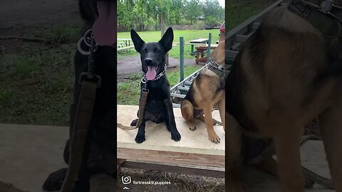 Elon and Extasy doing a great job in their training. #dutchshepherd #malinoislovers #puppies