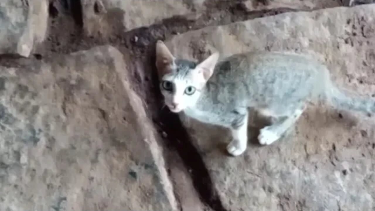 Cats in our farm🐱😍