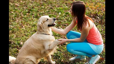 🐕 Basic Dog Training – TOP 10 Essential Commands Every Dog Should Know!