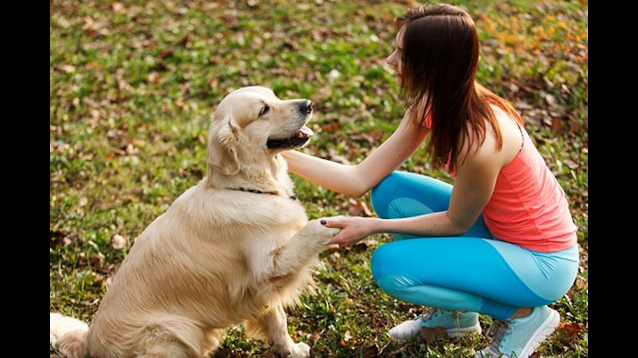 🐕 Basic Dog Training – TOP 10 Essential Commands Every Dog Should Know!