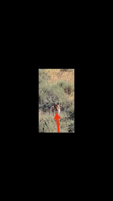 Hunting Coyotes #shorts #dogs #animals #hunter #064