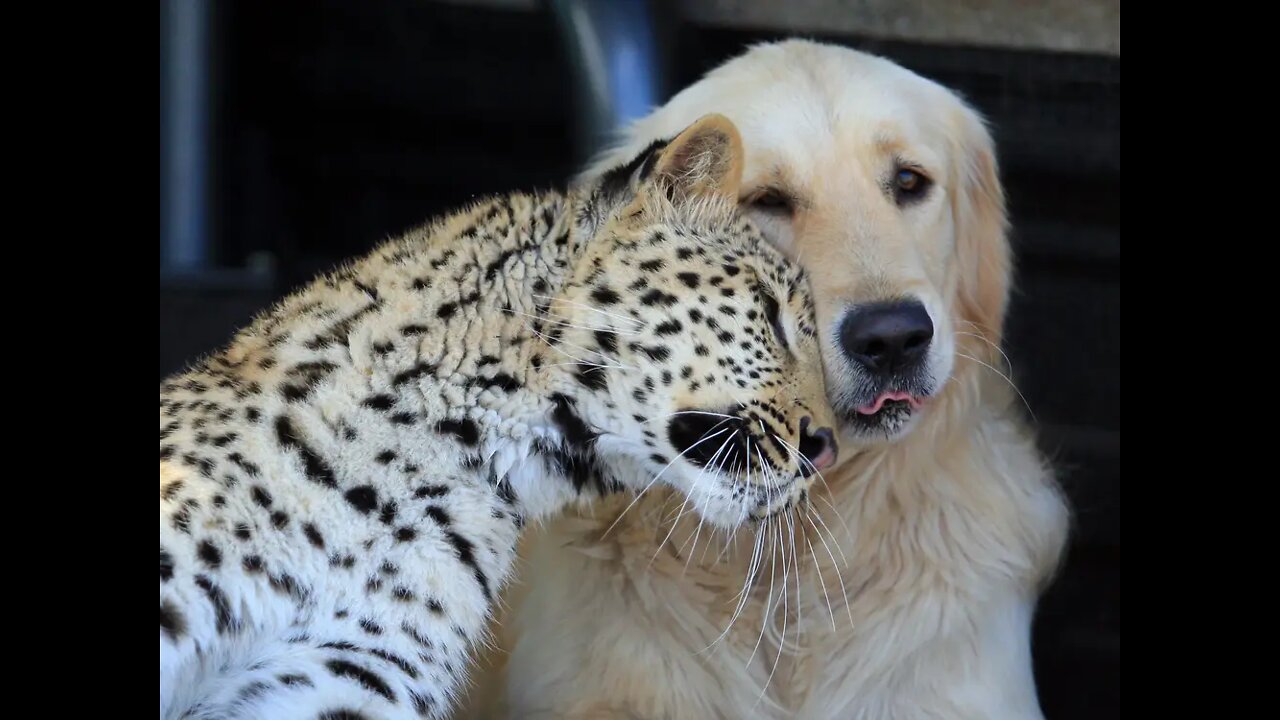 cute fight between dog & tiger