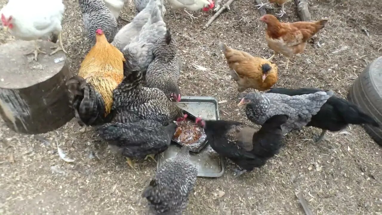 Chickens try salisbury steak.