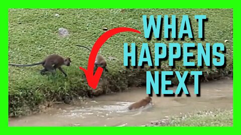 Monkeys Frolicking By The Stream In A Park | Funny Animals