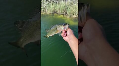 Caught a Bass on CUSTOM soft plastic!