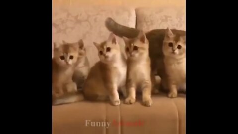 So many cute kittens videos compilation 2018