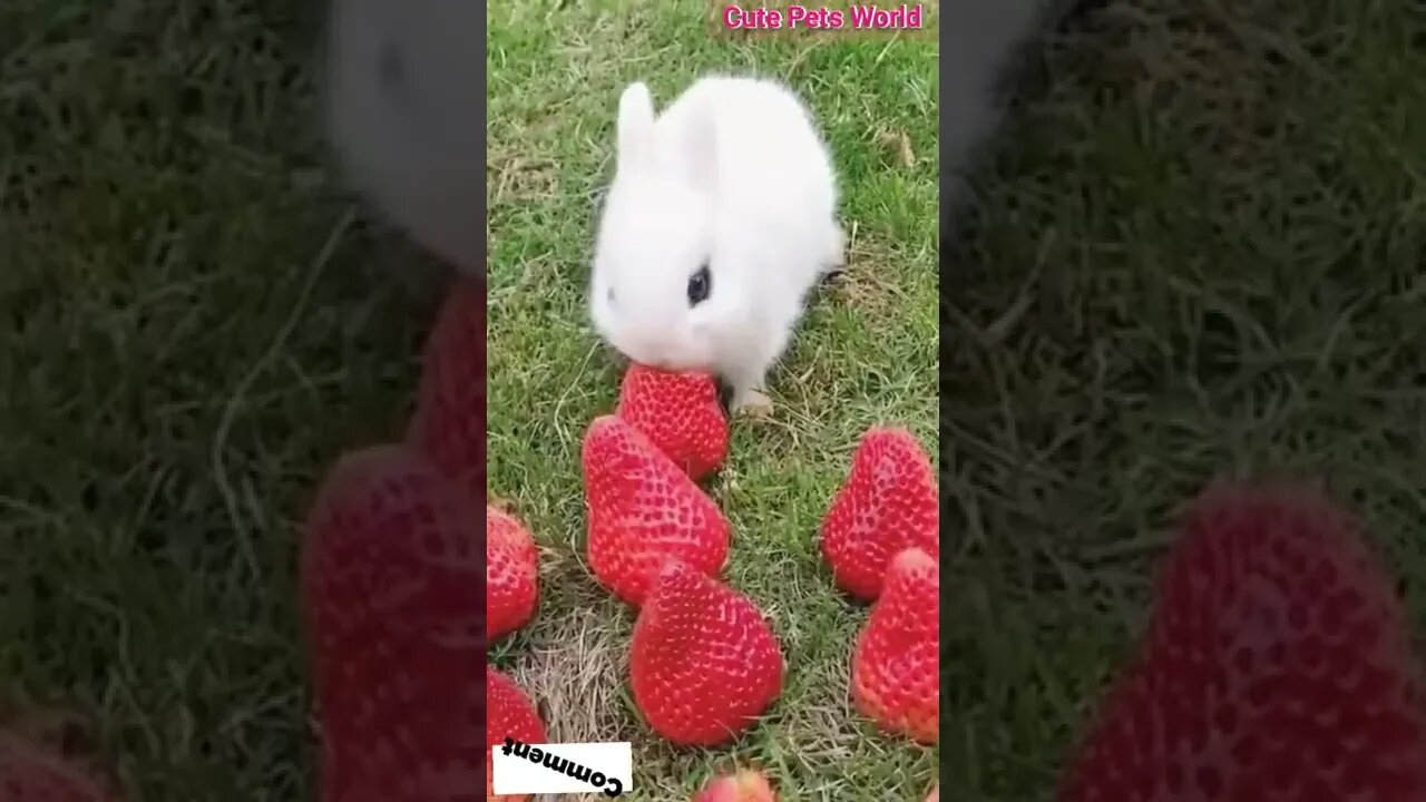 #funny #bunny #rabbit Funny and Cute Baby Bunny Rabbit Videos - Baby Animal Video Compilation