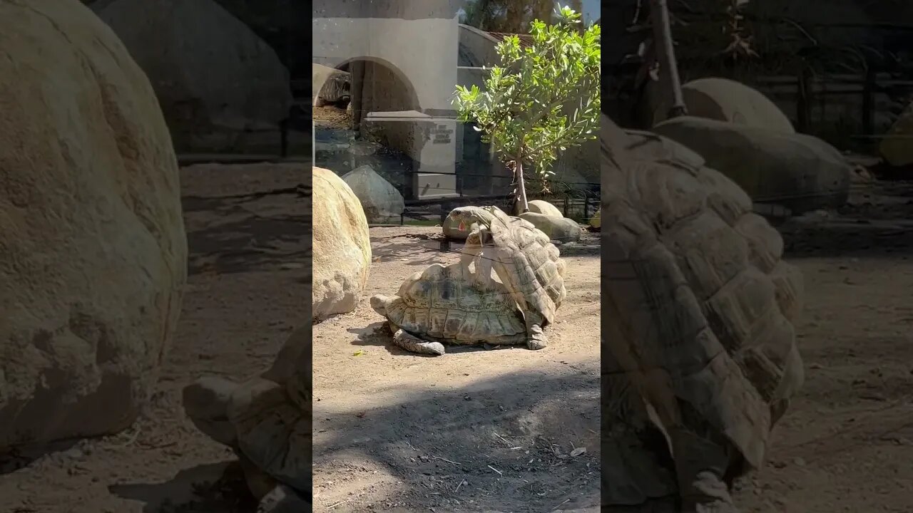 These Tortoises Are Having A Good Time At The Santa Barbara Zoo #shorts #mybloopers