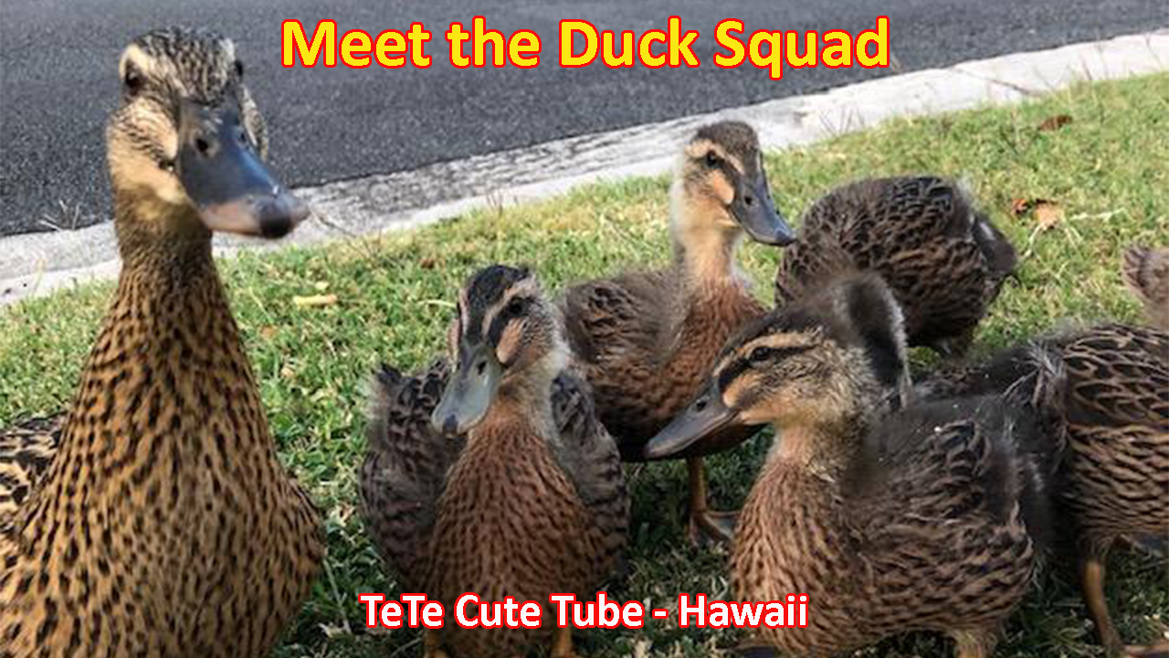 Introducing the Hawaii Duck Squad