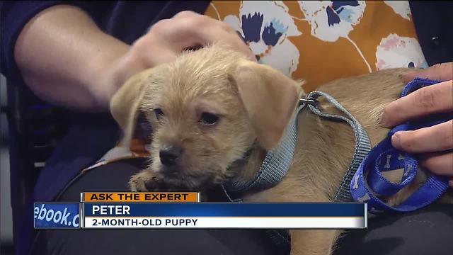 Ask the Expert: Using a harness to walk your dog