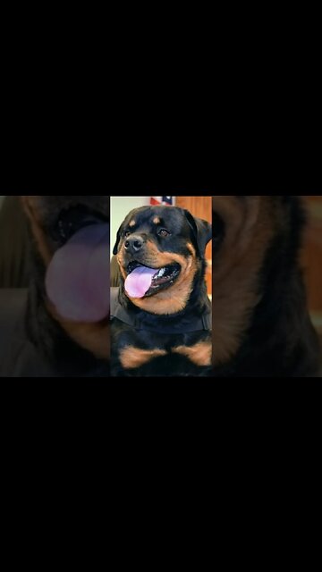 Heroes of Our days Axel a Rottweiler Winner of the Humane Awards for Canine Excellence 2022#shorts