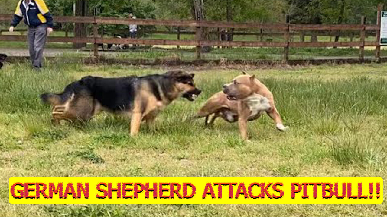 German Shepherd Attacks Pitbull!!