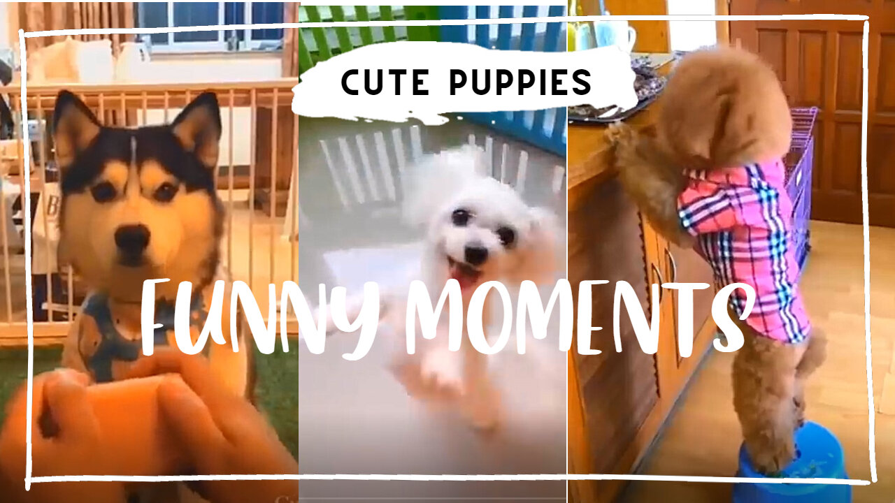 CUTE, FUNNY, AMAZING PUPPIES YOU'LL LOVE.