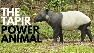 Tapir Power Animal