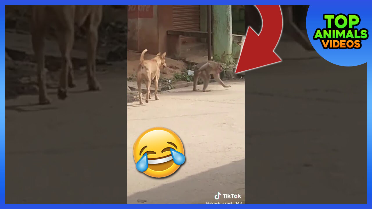 🔴 SUPER FUNNY ANIMAL VIDEO THAT WILL MAKE YOU LAUGH | OUT LOUD | KEEP LAUGHING 🐶🐒🙉