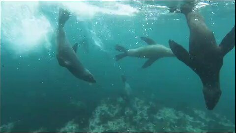 Animals sea seal showing off on câmera