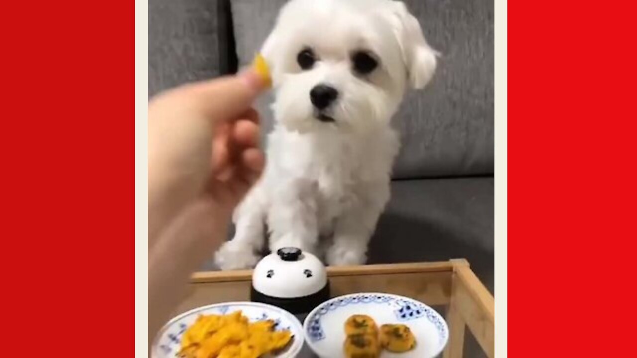 My hooman is my servant 😋😆