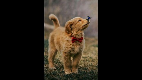 Funny Dog 🐕🐕🐕🐕🐕 vadio