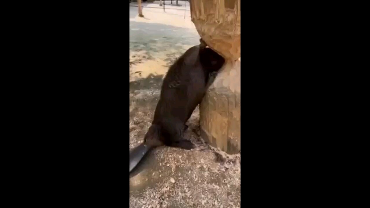 Determined Beaver at Work