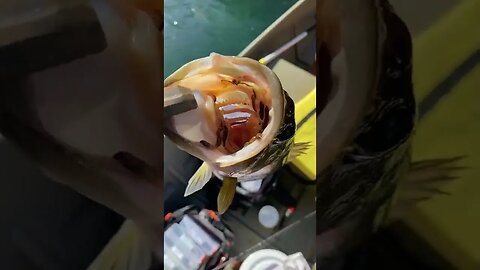 This bass is so disgusting