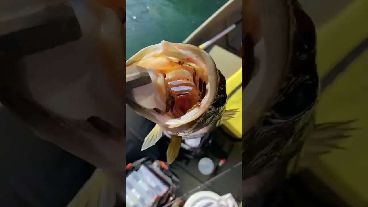 This bass is so disgusting