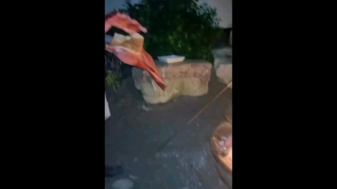 funny videos