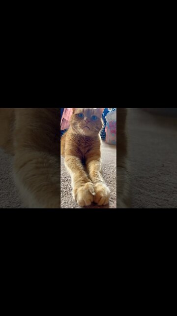 Long Arm Cat Up Close and Personal 🐱 #catvideos