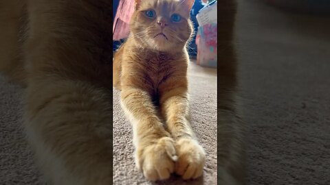 Long Arm Cat Up Close and Personal 🐱 #catvideos