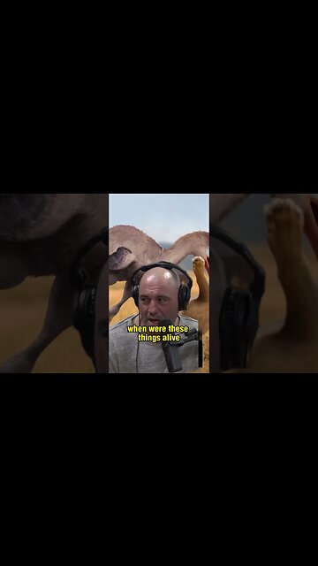 Discovering North America's Enormous Carnivorous Terror Birds - Joe Rogan