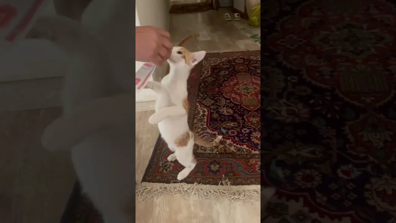 Kitten eating style 😻 so cute #cutekitty