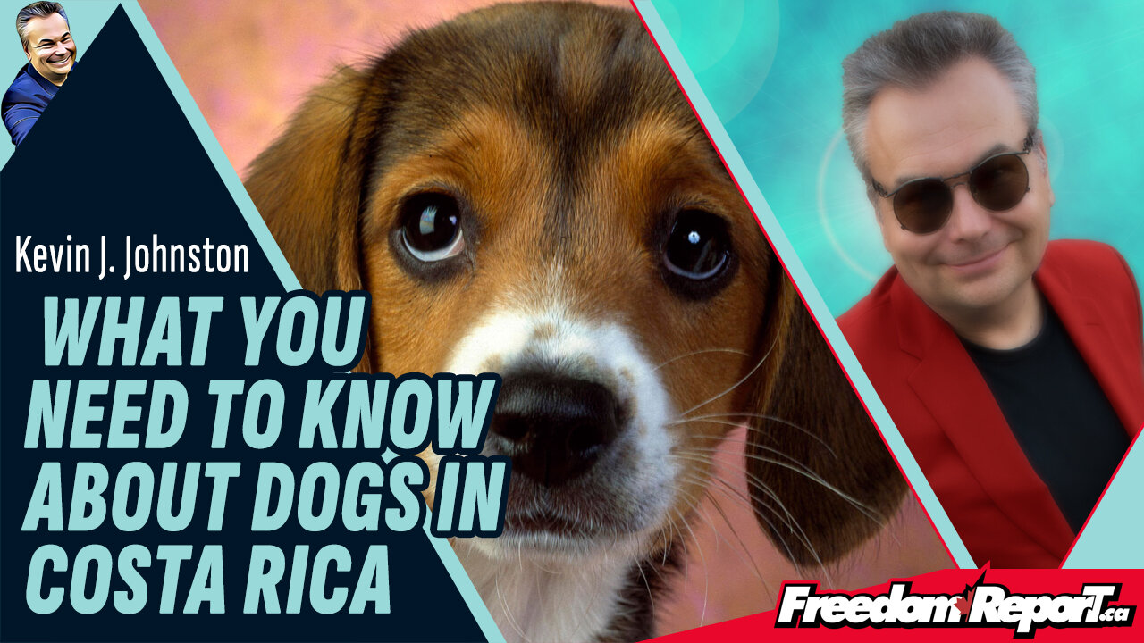 WHAT YOU NEED TO KNOW ABOUT DOGS IN COSTA RICA.