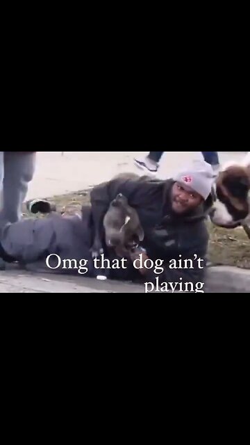 Dude Jumps In To Protect Saint Bernard From A Pitbull