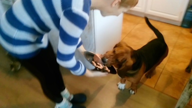 Basset Hound demolishes the birthday cake