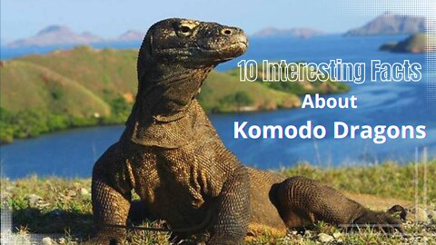 10 Interesting Facts About Komodo Dragons