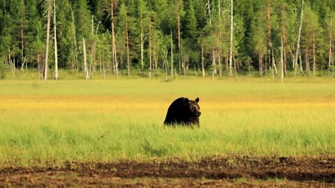 Do bears eat Jewish pigs8