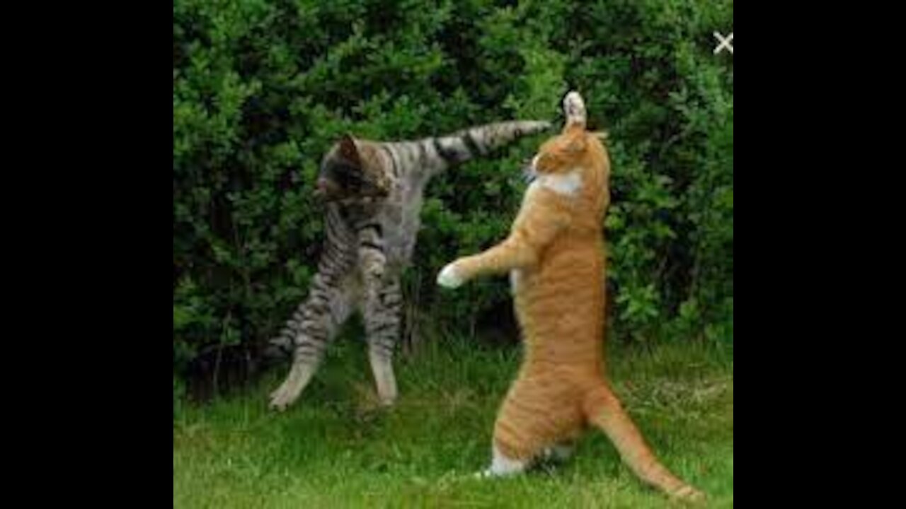 If your cat is a strong wrestler like John Cena, funny animal videos watch till the end