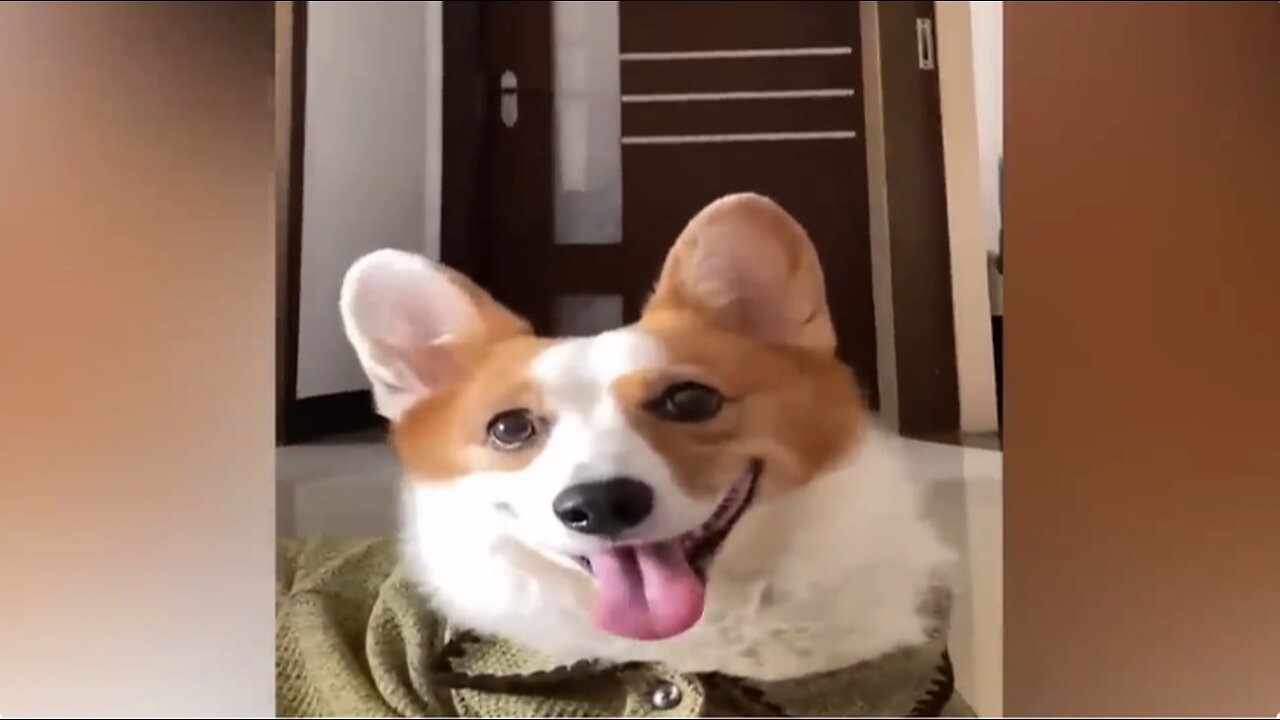 Funny Dogs and Cats 🐱🐶