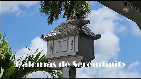 2023 M02 19 Palomas del portal de Serendítpity