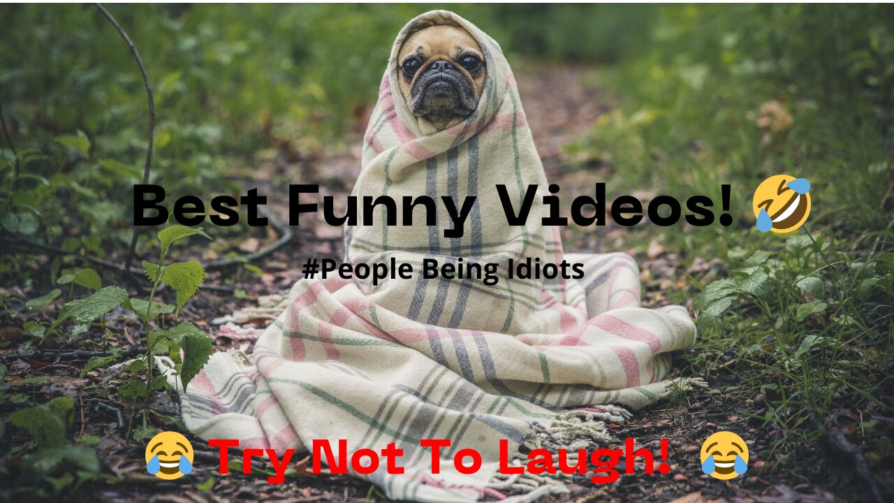 Best Funny ANIMAL Videos 🤣 - People Being Idiots | 😂 Try Not To Laugh