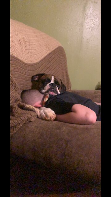 Bentley the cutest boxer