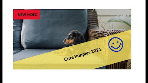 Cute Puppies of TikTok
