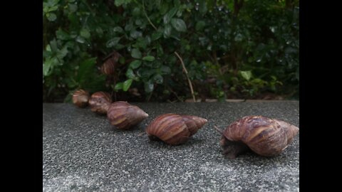Lets go home snail,playing is over
