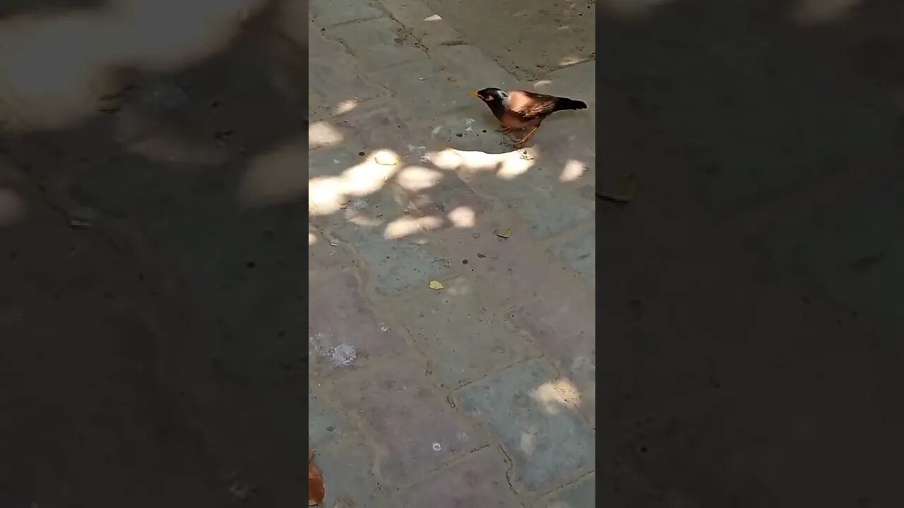 cute birds 3 #shorts #viral #shortvlog