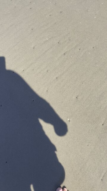 catching ghost shrimp